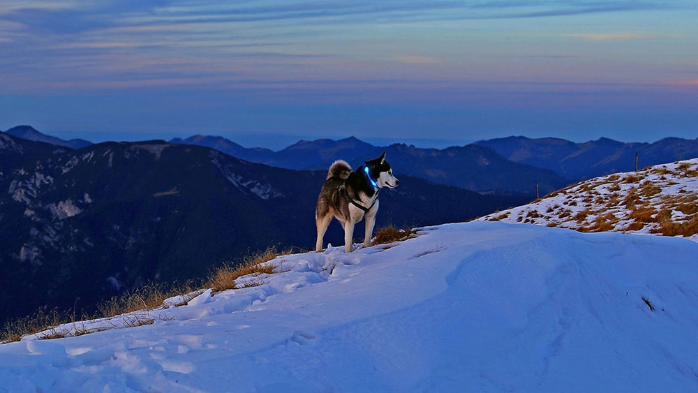 Perro con collar iluminado LEUCHTIE en los Alpes nevados